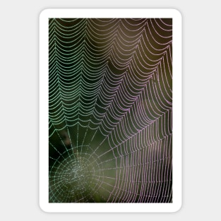 Colourful Spider Web with Dewdrops Sticker